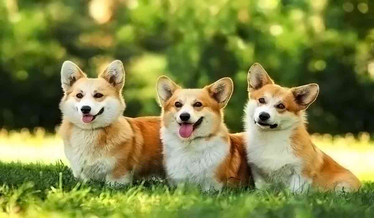 在线短信轰炸平台